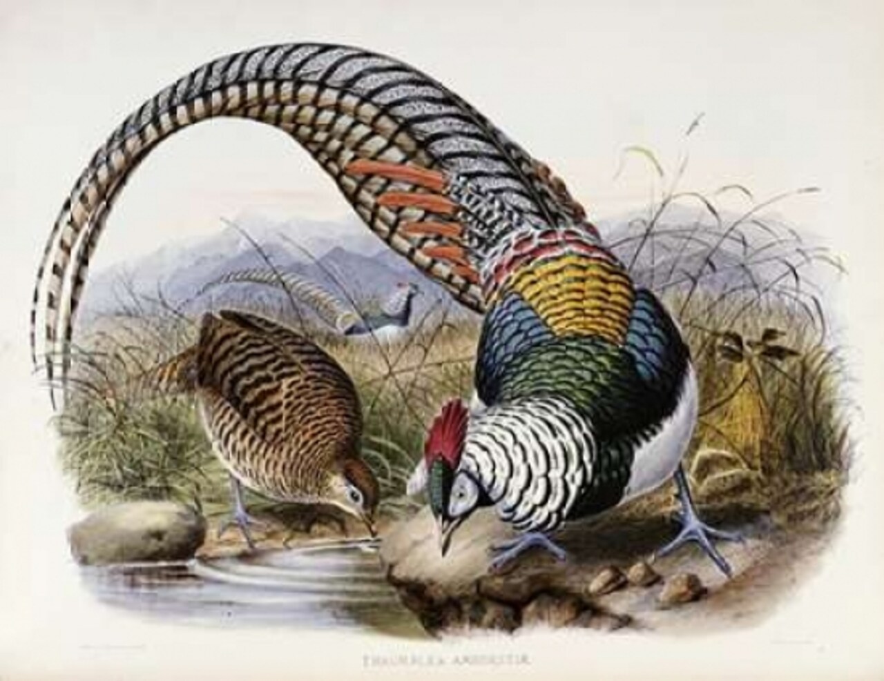 Family of Pheasants Poster Print by Daniel Giraud Elliot - Item # VARPDX267961